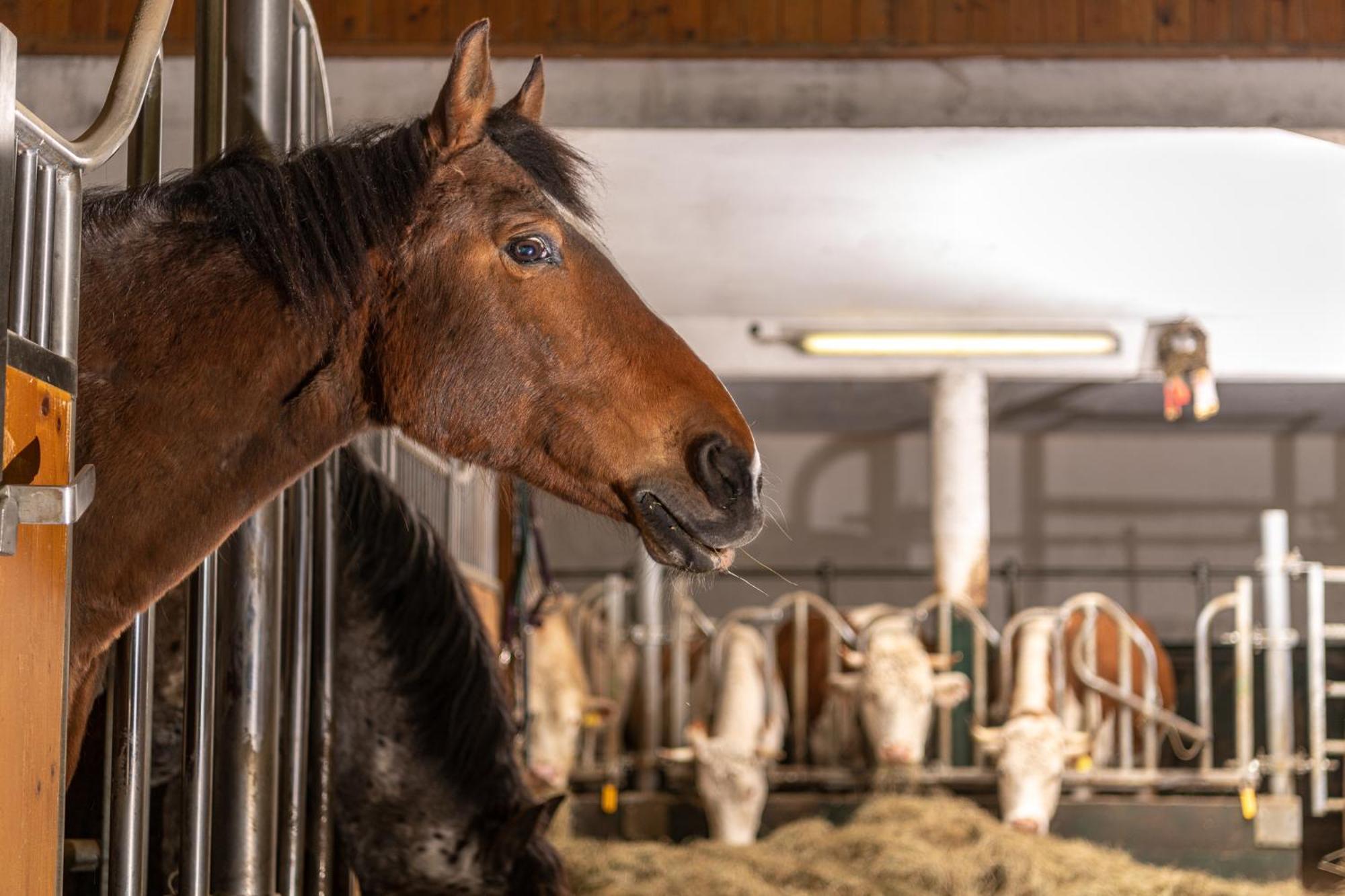 Ferienhotel Gut Enghagen Rossleithen Exteriér fotografie